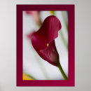Recherche de calla posters Plante