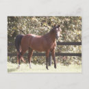 Recherche de cheval arabe cartes postales Baie