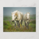 Recherche de cheval de camargue posters Sheila haddad