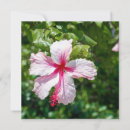 Recherche de salutation rose de fleur Hibiscus