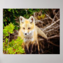 Recherche de renard de bébé posters Faune animale