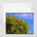 Zoek naar mandarijn briefkaarten Natuur