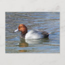Zoek naar redhead briefkaarten Roodbaars