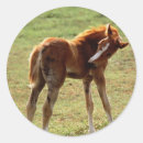 Recherche de colt autocollants Impoli