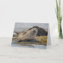 Zoek naar zeehond kaarten Liefde