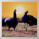 Recherche de oiseau bleu de paon posters Pour elle