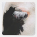Zoek naar holstein koe stickers Vee