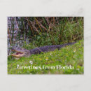 Zoek naar reptielen briefkaarten Groen