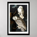 Recherche de illustration de hibou posters Animal