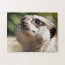 Recherche de meerkat puzzles Sauvage