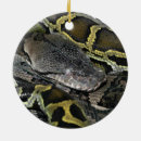 Zoek naar python ornamenten Reptiel