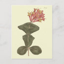 Recherche de fleurs de trompette cartes postales Vintage