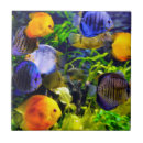 Recherche de poissons colorés carreaux Tropical