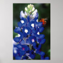Recherche de multi région art Bluebonnet