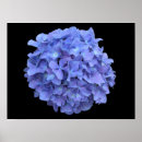 Recherche de hortensias posters Floral