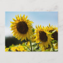 Recherche de rayon des cartes postales Photographie