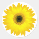 Recherche de marguerite de gerbera autocollants Jaune