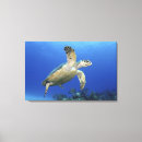 Recherche de tortue mer toiles Animaux