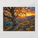 Recherche de hêtre cartes postales Automne