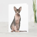 Recherche de chat sphynx vœux cartes Amoureux de les chats