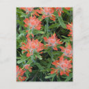 Recherche de castilleja Biscuitroot