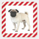 Recherche de chien carlin autocollants Chiots