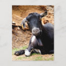Recherche de chèques postaux posters Mignon