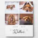 Recherche de animaux portraits Perte d'animal de compagnie