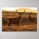 Recherche de reeder posters Forêt