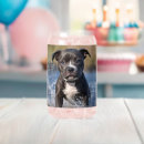 Recherche de border terrier tasses Chiot