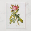 Recherche de rosas cartes postales Fleur