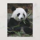 Recherche de panda géant cartes postales Porter