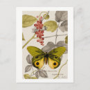 Recherche de papillons colorés cartes postales Pour tous