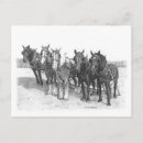 Zoek naar paard tekening briefkaarten Paarden