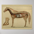 Zoek naar afdrukken posters Hart