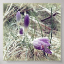 Recherche de crocus posters Violet