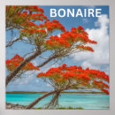Zoek naar bonaire posters Boom