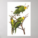 Zoek naar parkieten posters Illustratie