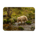 Recherche de ours blanc magnets Faune