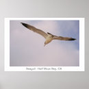 Zoek naar zeemeeuwen posters Vogel
