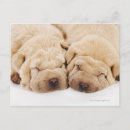 Recherche de shar pei cartes postales Animaux