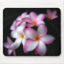 Recherche de flore électronique Plumeria