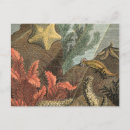 Recherche de algues cartes postales Varech