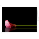 Recherche de calla lilly photographie Floral