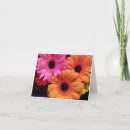 Recherche de gerber rose vœux cartes Floral