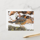 Recherche de var cartes postales Oiseau
