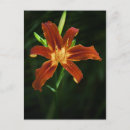 Recherche de lilium cartes postales Orange