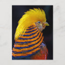 Recherche de plumage cartes postales Plumes