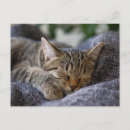 Recherche de race pure posters Animal de compagnie