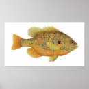 Recherche de poisson rouge art Pêche